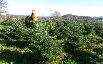 den Christbaum aussuchen
