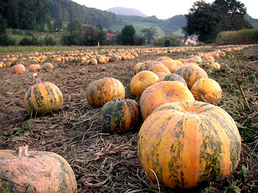 Echt steirisch - Kürbisfeld vor der Ernte in Höflach