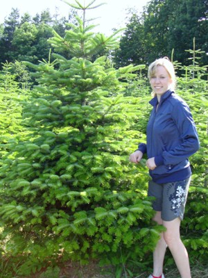 Den Christbaum im Herbst aussuchen