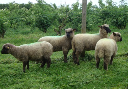 unsere Schafe