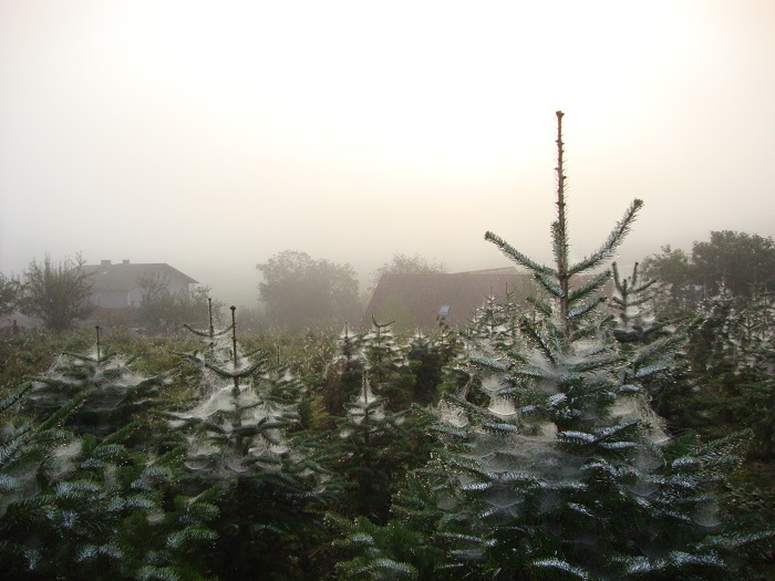 Morgenstund.