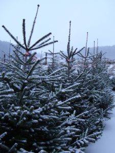 Christbäume im Schnee