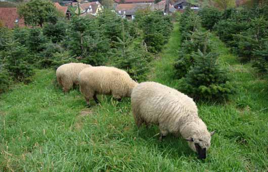 Unsere Schafe in der Christbaumkultur
