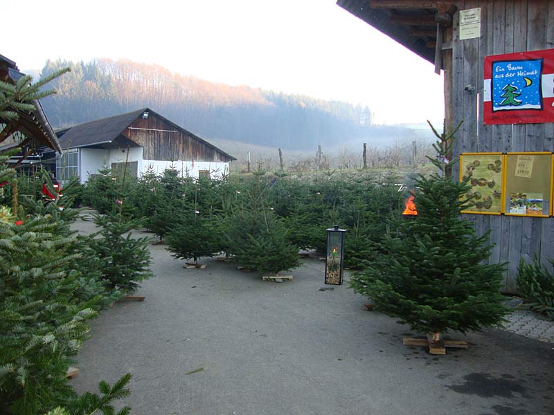 Der Christbaumverkauf ist unser Hauptstandbein
