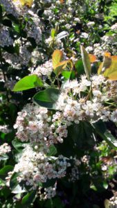 Aronia Blüte