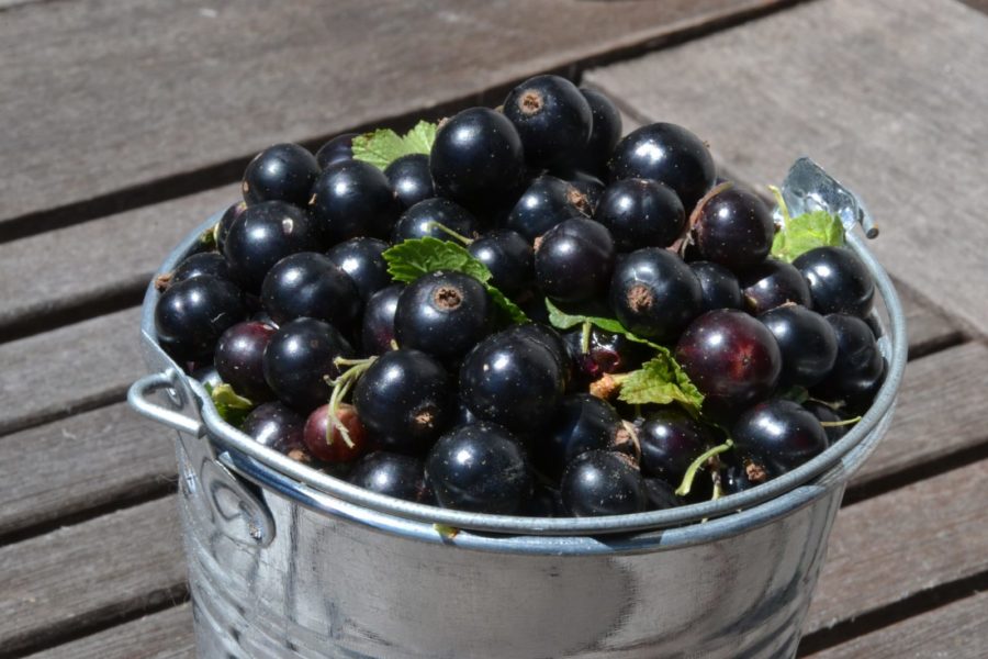 Johannisbeere - hoher Gehalt an Vitamin C