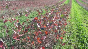 Aronia Sträucher