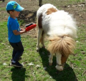 Robert beim putzen von seinem Pony Molli.