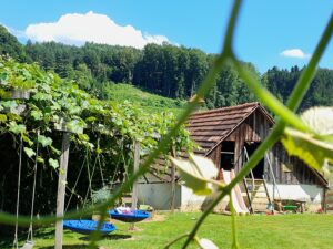 schattige Weinlaube am Spielplatz